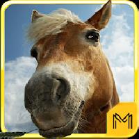 horse breeds and pony quiz hd gameskip