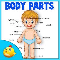 learning human body part 1