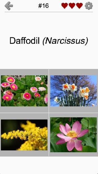 flowers quiz: beautiful plants