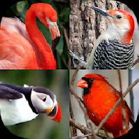 birds world - feathered quiz