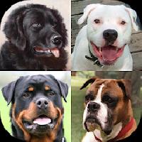 dogs quiz: guess breeds photos gameskip