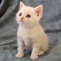 top 20 cats and kittens free