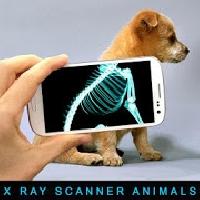 xray scanner animals prank