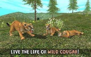wild cougar sim 3d