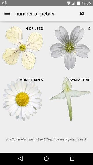 what's that flower?